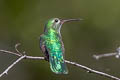 Green-tailed Goldenthroat Polytmus theresiae leucorrhous