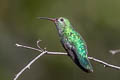 Green-tailed Goldenthroat Polytmus theresiae leucorrhous