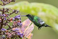 Green Thorntail Discosura conversii