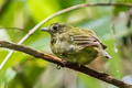 Green Manakin Cryptopipo holochlora litae