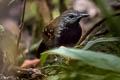 Grey-bellied Antbird Ammonastes pelzelni