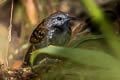 Grey-bellied Antbird Ammonastes pelzelni