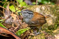 Grey-breasted Wood Wren eucophrys brunneiceps