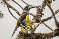 Grey-breasted Mountain Toucan Andigena hypoglauca hypoglauca