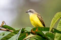 Grey-capped Flycatcher Myiozetetes granadensis occidentalis