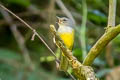 Grey-throated Warbler Myiothlypis cinereicollis pallidula