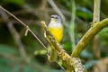 Grey-throated Warbler Myiothlypis cinereicollis pallidula