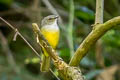 Grey-throated Warbler Myiothlypis cinereicollis pallidula