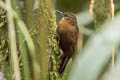 Grey-throated Leaftosser Sclerurus albigularis propinquus