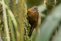 Grey-throated Leaftosser Sclerurus albigularis propinquus