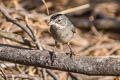 Grey Pileated Finch Coryphospingus pileatus brevicaudus