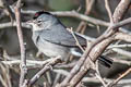 Grey Pileated Finch Coryphospingus pileatus brevicaudus