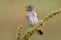 Grey Seedeater Sporophila intermedia intermedia