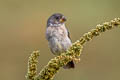 Grey Seedeater Sporophila intermedia intermedia