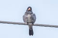 Grey Seedeater Sporophila intermedia intermedia