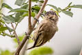 Greyish Piculet Picumnus granadensis antioquensis