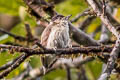 Greyish Piculet Picumnus granadensis granadensis