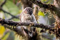 Greyish Piculet Picumnus granadensis granadensis