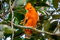 Guianan Cock-of-the-rock Rupicola rupicola