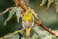 Guira Tanager Hemithraupis guira guirina