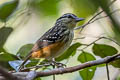 Imeri Warbling Antbird Hypocnemis flavescens flavescens