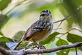 Imeri Warbling Antbird Hypocnemis flavescens flavescens