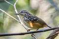 Imeri Warbling Antbird Hypocnemis flavescens flavescens