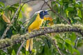 Inca Jay Cyanocorax yncas yncas