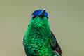 Indigo-capped Hummingbird Saucerottia cyanifrons