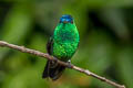 Indigo-capped Hummingbird Saucerottia cyanifrons