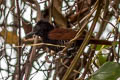 Inirida Antshrike Thamnophilus sp. nov.