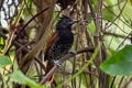 Inirida Antshrike Thamnophilus sp. nov.