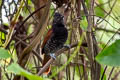 Inirida Antshrike Thamnophilus sp. nov.