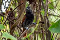 Inirida Antshrike Thamnophilus sp. nov.