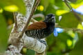 Inirida Antshrike Thamnophilus sp. nov.