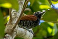 Inirida Antshrike Thamnophilus sp. nov.