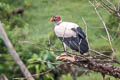 King Vulture Sarcoramphus papa