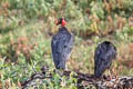 King Vulture Sarcoramphus papa