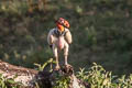 King Vulture Sarcoramphus papa