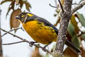 Lacrimose Mountain Tanager Anisognathus lacrymosus intensus