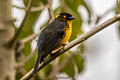 Lacrimose Mountain Tanager Anisognathus lacrymosus olivaceiceps