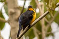 Lacrimose Mountain Tanager Anisognathus lacrymosus olivaceiceps