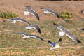 Laughing Gull Leucophaeus atricilla