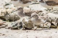 Least Sandpiper Calidris minutilla