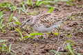 Least Sandpiper Calidris minutilla