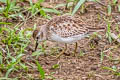 Least Sandpiper Calidris minutilla