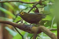 Lemon-spectacled Tanager Chlorothraupis olivacea