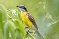 Lesser Kiskadee Philohydor lictor lictor