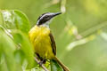 Lesser Kiskadee Philohydor lictor lictor