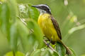 Lesser Kiskadee Philohydor lictor lictor